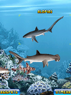 Java игра Aquasim Shark Resort. Скриншоты к игре Аквасим 2. Акулье логово