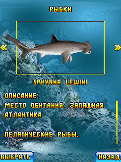 Java игра Aquasim Shark Resort. Скриншоты к игре Аквасим 2. Акулье логово